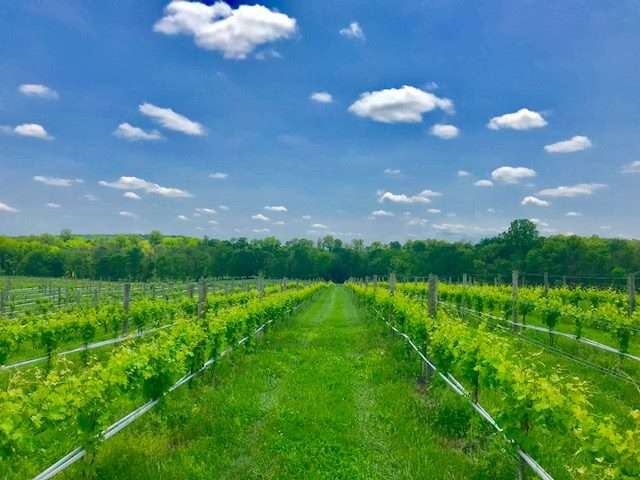Don’t Miss Your Tour of These Loudoun Farm Wineries