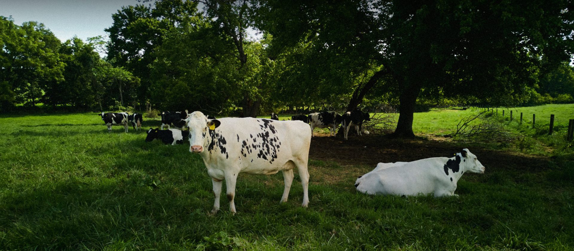 Dairy  Loudoun Farms