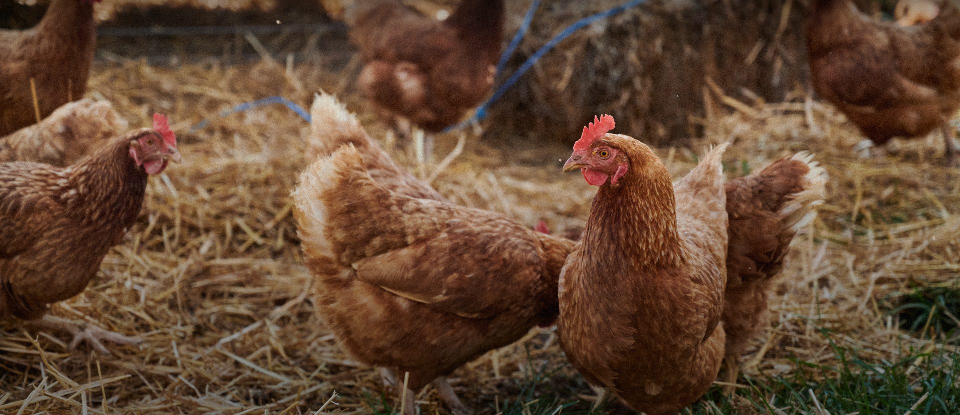 Chickens - High View Farm  Laying chickens breeds, Chickens