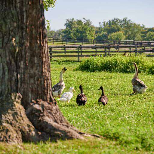 Farm Tours Loudoun Farms