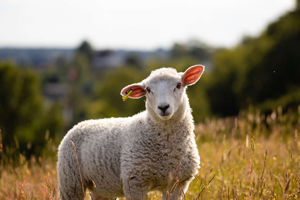 Lamb | Loudoun Farms